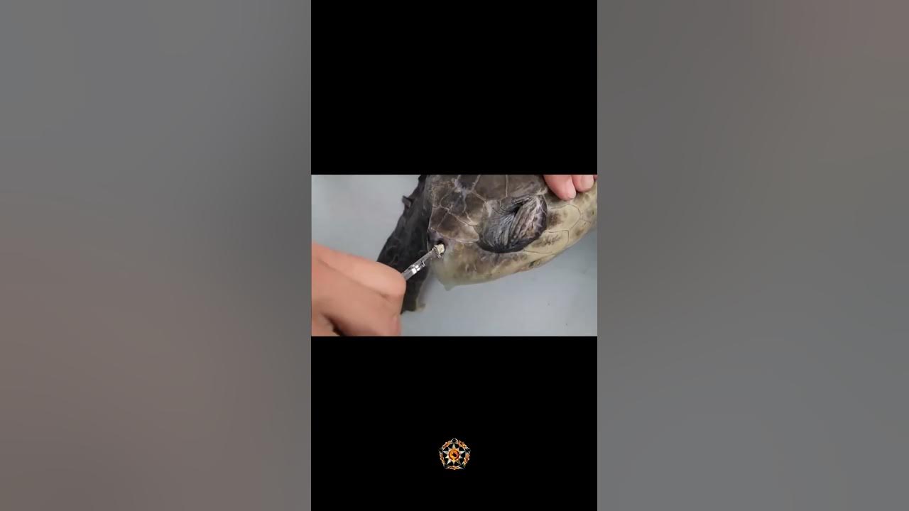 STEEL PLIERS REMOVE PLASTIC STRAW FROM SEA TURTLES NOSTRIL! 🐢 YouTube