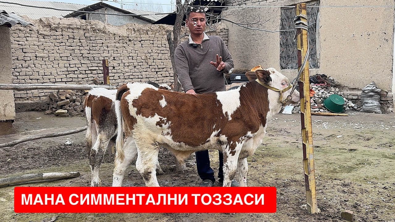 СИММЕНТАЛ КЕЛАЖАКДА ЗОТГА ЯХШИ ИШ БЕРАДИ🇺🇿👍🏻💸🚀