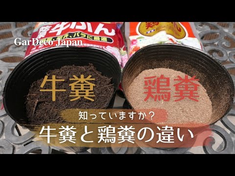 【知っていますか？】牛糞と鶏糞の違い【有機資材】