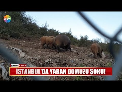 İstanbul'da yaban domuzu şoku!