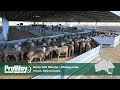 ProWay Sheepyards - Kerin Poll Merino - Yeoval NSW