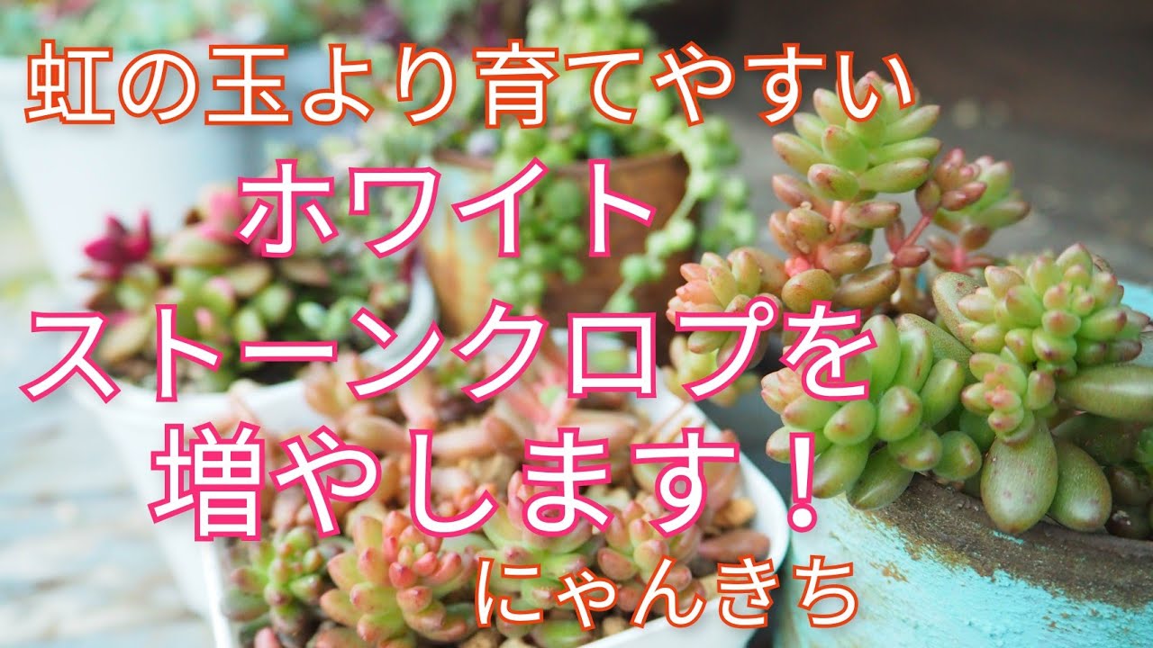 多肉植物]虹の玉より育てやすい！ホワイトストーンクロプを増やします