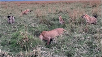 lioness attack and guarding her food against hyenas around video 