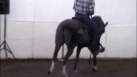 Video Sample of Jody Strand's 'Unbridled' Training...
