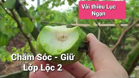 Chăm Sóc Lộc Vải Thiều Lớp Lộc 2 - Vải Thiều Lục Ngạn I Núi Đồi Lục Ngạn