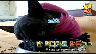 계속 잠 오는 개ㅣ개과천선 1화 My dog has a serious case of narcolepsy.. Help!! l Animal Before & After