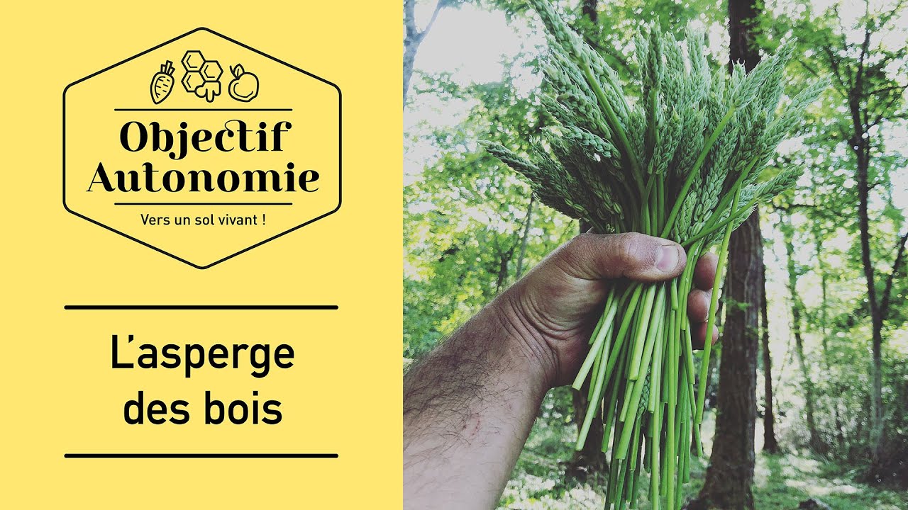 Où trouver des asperges des bois?