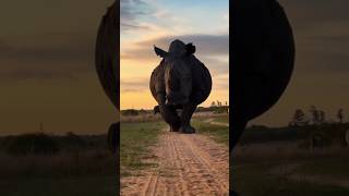 Powerful Rhino Moments From Vantara #vantara #animals #shorts #viral