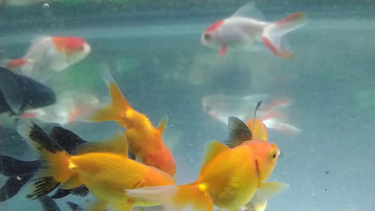 Peces Goldfish y ciclidos africanos - YouTube