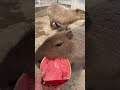 スイカが大好きなカピバラさん