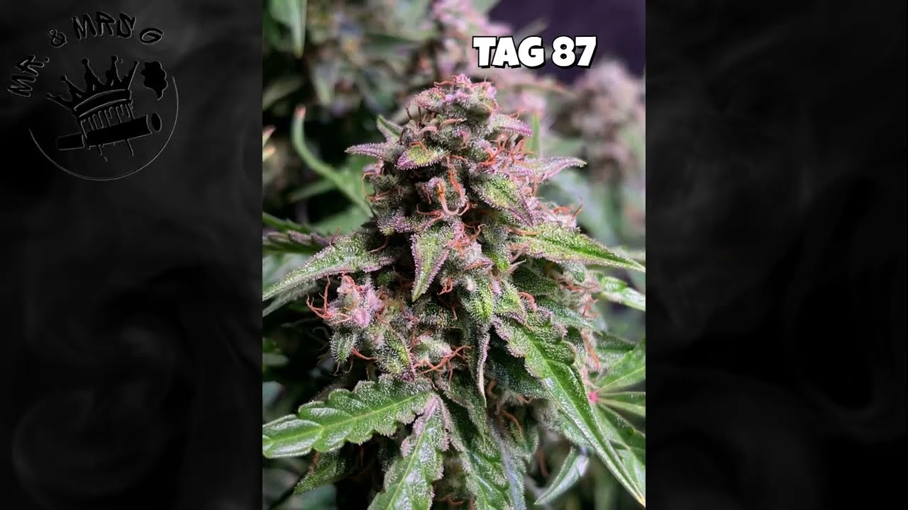 Seed To Harvest | Granddaddy Purple |