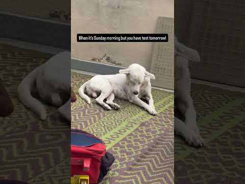 #dog #trending #shorts #trendingvideo #dogshorts #reels #mustwatch #trendingshorts #youtubeshorts