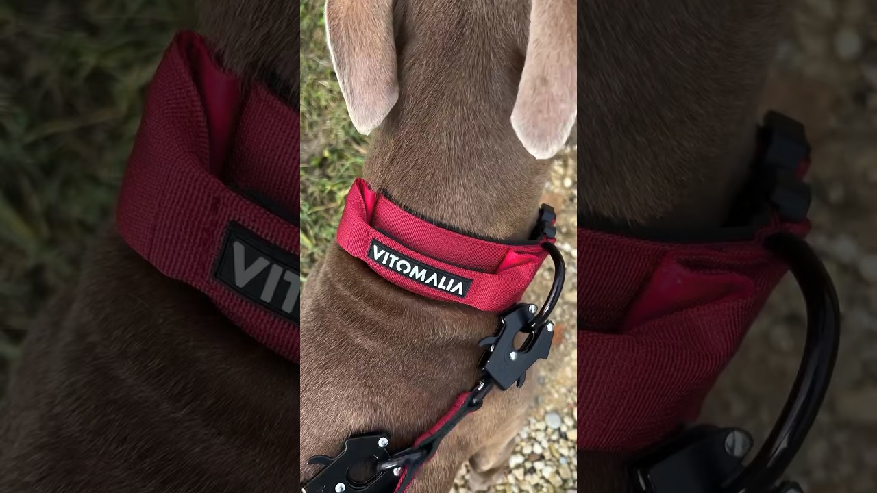 Das ultimative Halsband: Extreme Edition in Bordeaux! #hundeerziehung  #hundetraining #Hundehalsband - YouTube