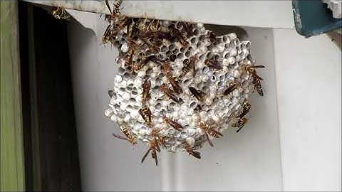 Dangers Of Yard Work After A Storm Hurricane Paper Wasp Nest On Garbage Can Episode 68