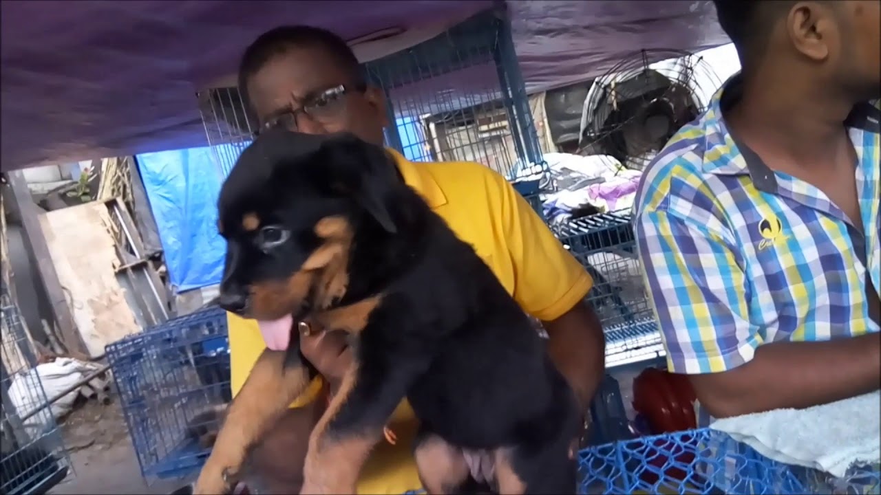 swarun raj 45 Days Energetic Cute Rottweiler For Sale At Galiff Street Kolkata l Price Rs 18000