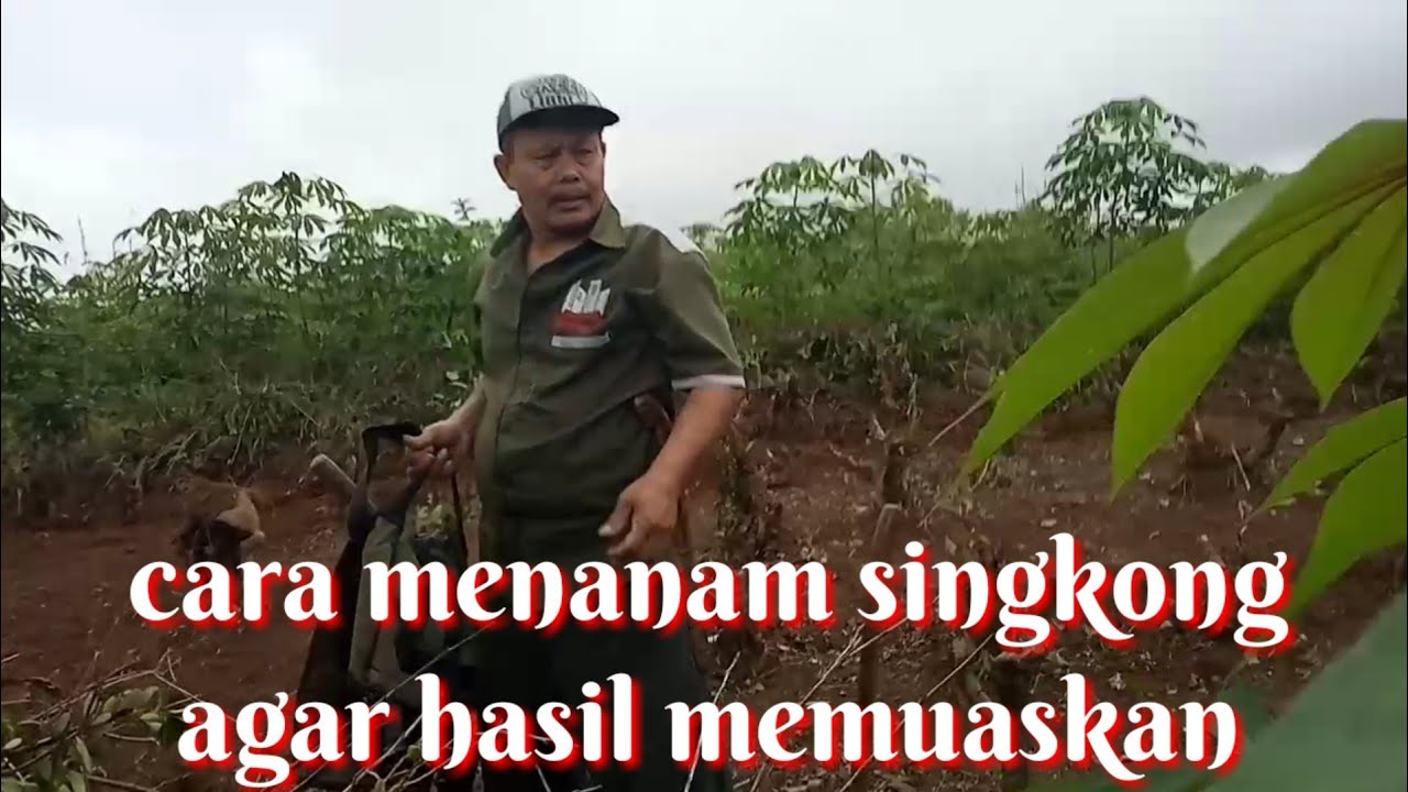 Cara Menanam singkong agar hasil memuaskan 