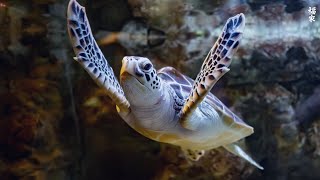 [NEW] 12HR Stunning 4K Underwater footage -Rare & Colorful Sea Life Video - Relaxing Sleep Music #14