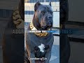Hidden Truth About Cane Corso😱🐶#shorts #canecorso