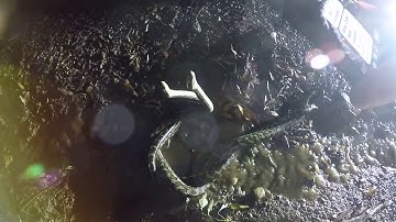 MALE CARPET PYTHONS COMBATTING OVER RIGHTS TO MATE WITH FEMALE