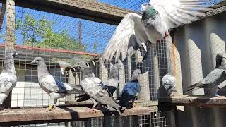 Полет молодых пакистанских голубей. 01.05.24
