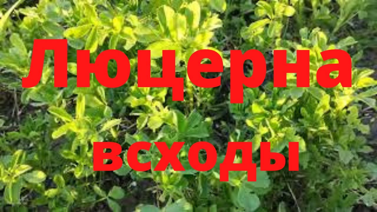 Как посеять люцерну вручную в домашних. Всходы люцерны. Посев люцерны. Люцерна сухая. Сеем люцерну вручную.