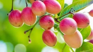 Karonda Fruit Plant Carunda Or Karonda.