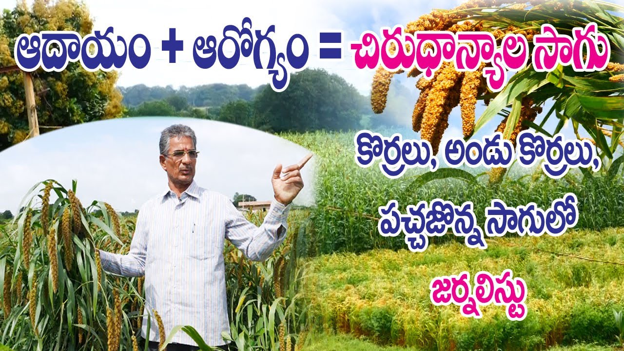 Выращивание лисохвоста, проса коричневого и зелёного джовара || История успеха фермера || Вишну В...