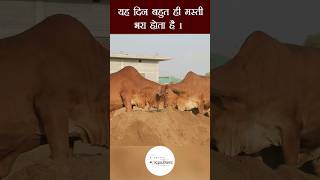 मस्ती में झूमती साहीवाल गाएं | Sahiwal Cows | Kamdhenu Gaushala | KGSG