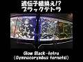 海外旅行で注意!遺伝子組換え熱帯魚!日本に持ち込まめせん…お土産に買ってはダメ!発光ブラックテトラ!Glow Black-tetra, GMO #Shorts ≫ 加藤英明【公式】かとチャン