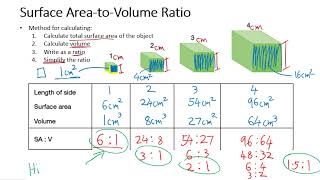 1.3 - Limits to Cell Size