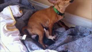 Our chihuahua deer head (Mimi) giving birth to 4 puppies!