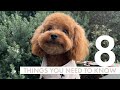 Things you need to know before getting a puppy | Zuko Toy Poodle