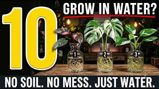 10 Rare Plants Worth Hundreds of Dollars That Grow in Just Water (No Soil Needed)