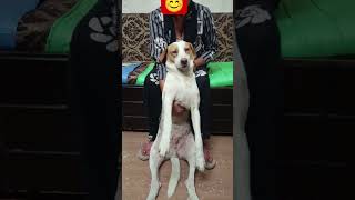 golu molu gattu