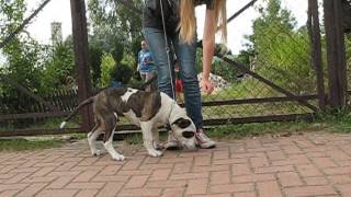 Amstaff - Expert & A Terierkowo Part 1 - 4,5 Mies - 2013