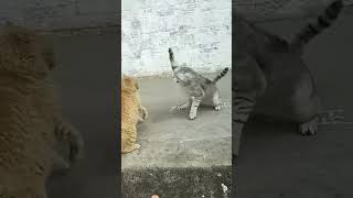 New Cool Tool New Viral Gadgets, Smart Kichen Appliances, Tolls, Utensils, Home Cleaning