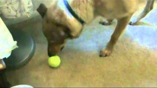 Abner Montage