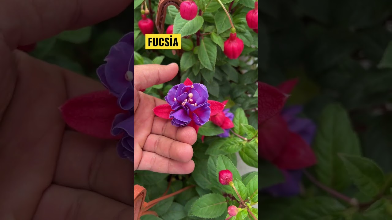 🍀 FUCSİA VƏYA SIRQA GÜLÜ                          #shorts #youtubeshorts #azerbaycan