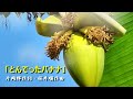 日本童謡「とんでったバナナ」(飛了❣香蕉)片岡輝作詞・桜井順作曲(⁂付有日文、中文歌詞)