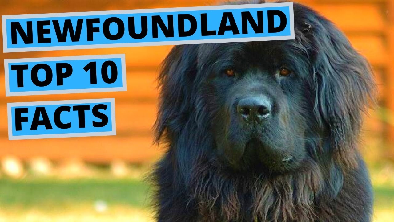 newfoundland dog information