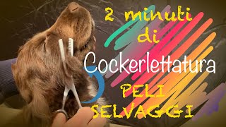 Peli ribelli nei cuccioli di cocker by Villa Villacolle Allevamento Cocker, Yorkshire 3,141 views 3 years ago 1 minute, 25 seconds