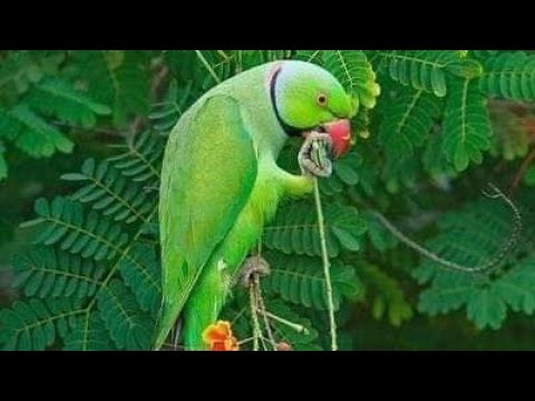    سبز طوطے کی آواز