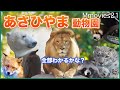 おでかけ旭山動物園  紅葉する園内めぐり全100種以上の動物に会えるか？