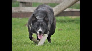 Lot 25: Cefneithin Black  4.5.22  Farmers Marts Dolgellau Online Sheepdog Auction