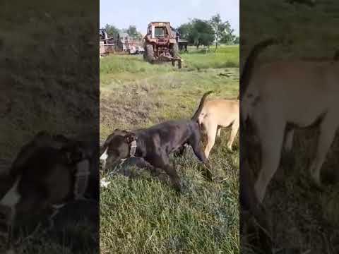 Video: Cățelușul Pit Bull Care își Revine După Ce A Suferit Un Abuz Teribil