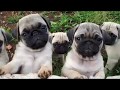 Mops štenci "CH" 2018 - Pug puppies - Walpurgis night, Croatia