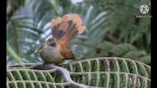 Masteran burung kipasan