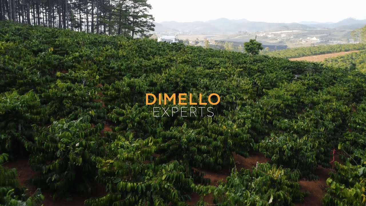 Exploring Guatemala | The Secrets of Exceptional Coffee