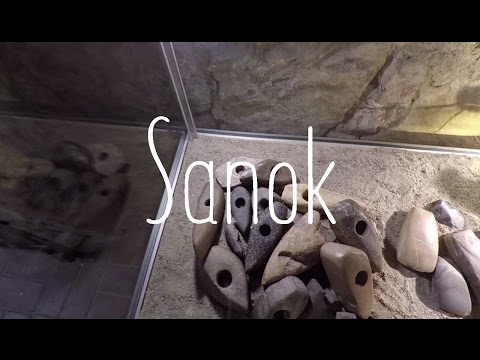 Vantastic - Museum and culture time in Sanok