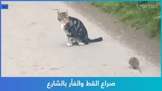 صراع القط والفأر بالشارع